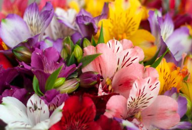 Beautiful floral alstroemeria background. Alstroemeria flowers are colorful. Purple, red, yellow, pink Peruvian lilies.  clipart