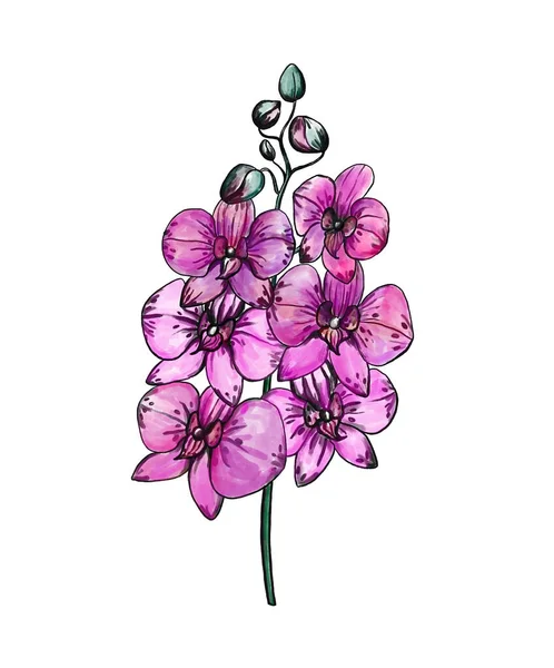 美丽的洋红色仙人掌兰花 手工绘制的紫色花 数字说明 — 图库照片