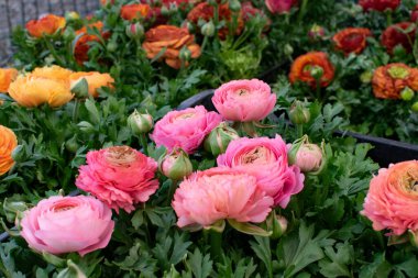 Güzel pembe Ranunculus çiçekleri kapanıyor. Düğünçiçeği ekimi.