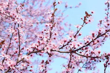 Baharda pembe sakura çiçekleri olan güzel ağaçlar. Sakura çiçeği (sakura hanami).