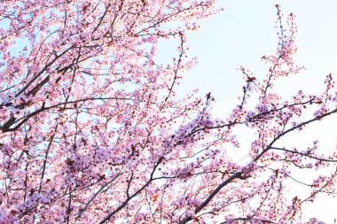 Baharda pembe sakura çiçekleri olan güzel ağaçlar. Sakura çiçeği (sakura hanami).