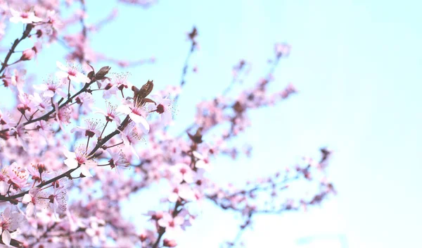 Hermosos Árboles Flor Con Flores Sakura Rosa Primavera Sakura Flor —  Fotos de Stock