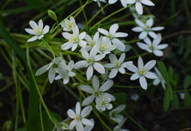 Ornithogalum umbellatum. Ormandaki güzel kır çiçekleri. 
