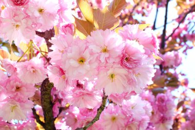 Güzel pembe çiçekleri olan bahar çiçekli sakura ağacı. Japon kirazı 