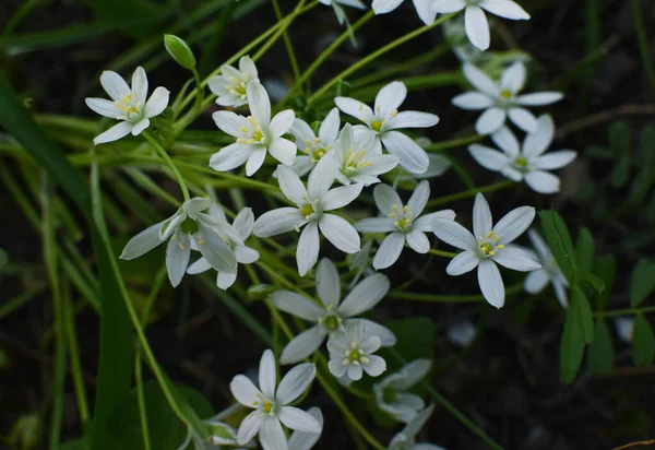 Ornithogalum Umbellatum Hermosas Flores Silvestres Blancas Bosque — Foto de Stock
