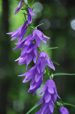 Yeşil renkte güzel BlueBell çiçekleri bulanık doğa arkaplanı