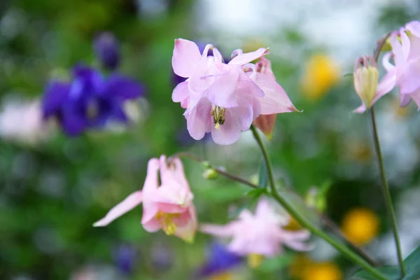 Aquilegia Pink Spring Garden Pink Flowers Aquilegia Natural Background — 스톡 사진