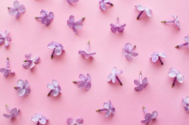 Pembe arka planda leylak çiçekleri. Bahar çiçekleri. 