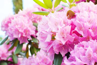 Parktaki güzel pembe rhododendron çiçekleri. Bahar çiçekleri