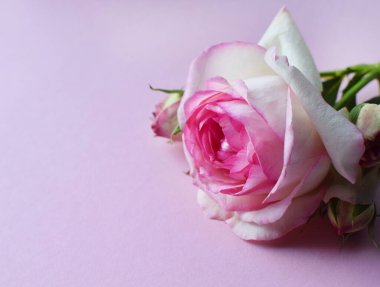 Pembe arka planda tomurcukları olan güzel pembe bir gül. Sevgililer Günü. Boşluğu kopyala.