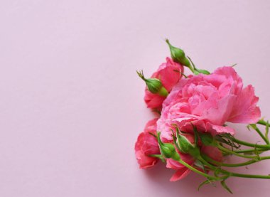 Pembe arka planda tomurcukları olan güzel pembe güllerden oluşan bir dal. Sevgililer Günü. Boşluğu kopyala
