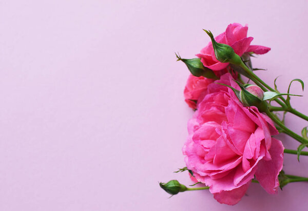 A branch of beautiful pink roses with buds on a pink background. Valentine's Day. Copy space