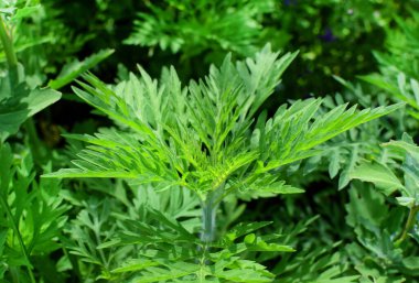 Ragweed çalıları. Ambrosia artemisiifolia en güçlü alerjendir. Polenleri çiçek açarken şiddetli alerji yapar..