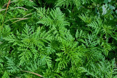 Ragweed çalıları. Ambrosia artemisiifolia en güçlü alerjendir. Polenleri çiçek açarken şiddetli alerji yapar..