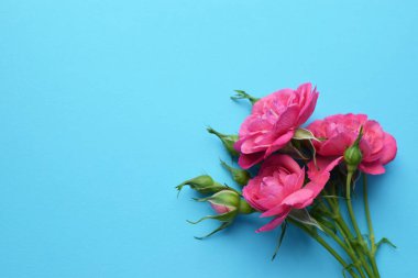 Mavi arka planda tomurcukları olan güzel pembe güllerden oluşan bir dal. Sevgililer Günü. Boşluğu kopyala
