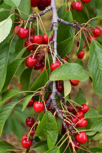 Ripe Cherries Branch Green Leaves Cherry Harvest Red Ripe Cherries — Stock Photo, Image