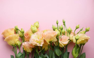 Yeşil yapraklarla dolu güzel sarı-pembe ve yeşil östoma çiçeği (lisianthus). Eflatun arka planda bir buket çiçek. Boşluğu kopyala