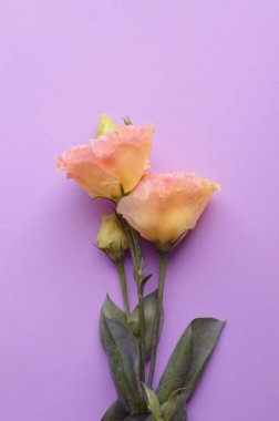 Yeşil yapraklarla dolu güzel pembe Eustoma çiçekleri (lisianthus). Eflatun arka planda bir buket çiçek. Boşluğu kopyala