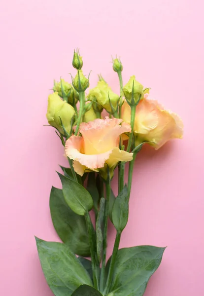 Beautiful yellow-pink and green eustoma flowers (lisianthus) in full bloom with green leaves. Bouquet of flowers on  pink  background.