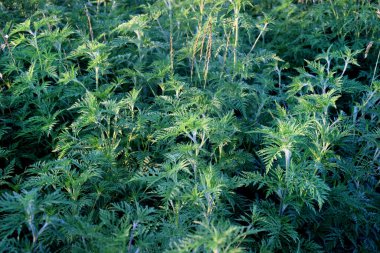 Ragweed çalıları. Ambrosia artemisiifolia en güçlü alerjendir. Polenleri çiçek açarken şiddetli alerji yapar..