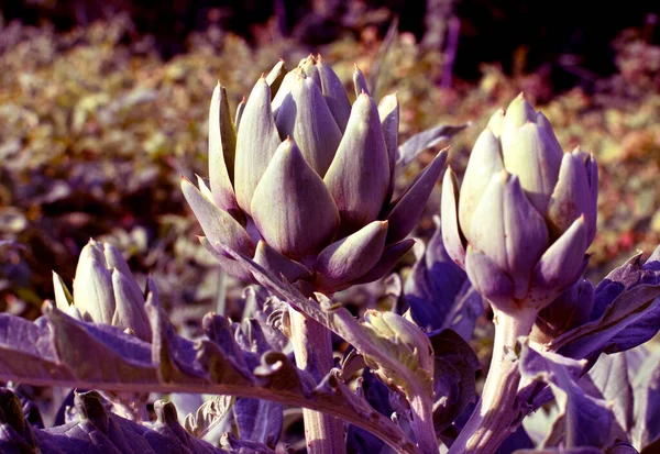 Las Alcachofas Púrpuras Crecen Jardín Arbusto Agricultura Ecológica —  Fotos de Stock