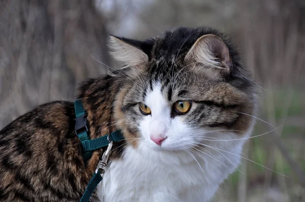 Hermoso Gato Kurilian Bobtail Camina Primavera Parque Con Una Correa — Foto de Stock