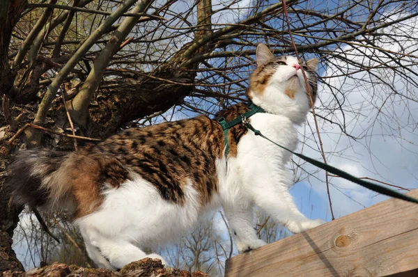 Hermoso Gato Kurilian Bobtail Camina Primavera Parque Con Una Correa — Foto de Stock