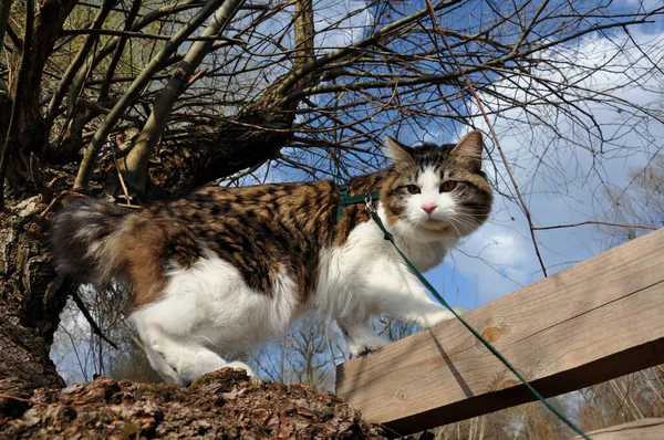 Vacker Katt Kuriliansk Svans Går Våren Parken Koppel Sällskapsdjur Sitter — Stockfoto