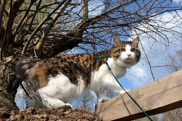 Hermoso Gato Kurilian Bobtail Camina Primavera Parque Con Una Correa — Foto de Stock