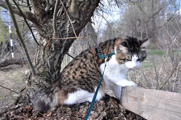 Красивая Кошка Курилиан Бобтейл Гуляет Весной Парке Поводке Животное Сидит — стоковое фото