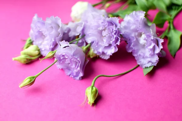 Beautiful Purple Eustoma Flowers Lisianthus Full Bloom Buds Leaves Bouquet — ストック写真