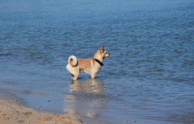 Yakalı şirin bir Chihuahua köpeği kıyıda durur ve uzaklara bakar. 