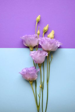 Tomurcuklarla dolu güzel menekşe çiçekleri (lisianthus). Mavi arka planda bir buket çiçek.. 