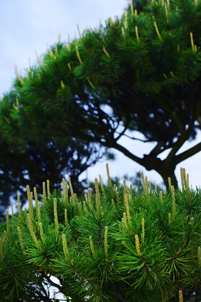 Rami Pino Verde Aghi Conifere Sfondo Primo Piano Sfocatura — Foto Stock
