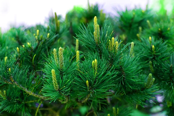 Cabang Pinus Hijau Jarum Konifer Latar Belakang Tertutup Blur — Stok Foto