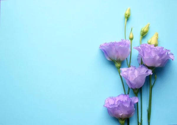 Beautiful Violet Eustoma Flowers Lisianthus Full Bloom Buds Leaves Bouquet Stock Image