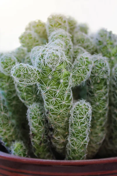 Zelený kaktus, šťavnatý na parapetu se světlým měkkým pozadím. Domácí rostliny na parapetu — Stock fotografie