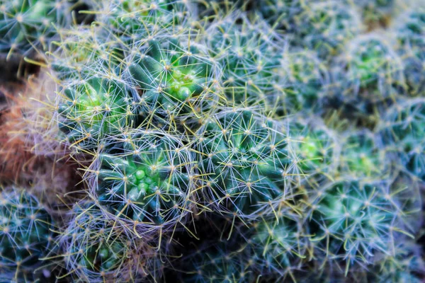 Zielony kaktus, soczysty na parapecie z jasnym miękkim tłem. Rośliny domowe na parapecie — Zdjęcie stockowe