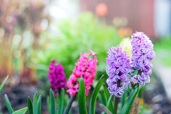 Květinový záhon s barevnými hyacinty, tradiční velikonoční květiny, krásné jarní květinové pozadí. jarní nálada — Stock fotografie