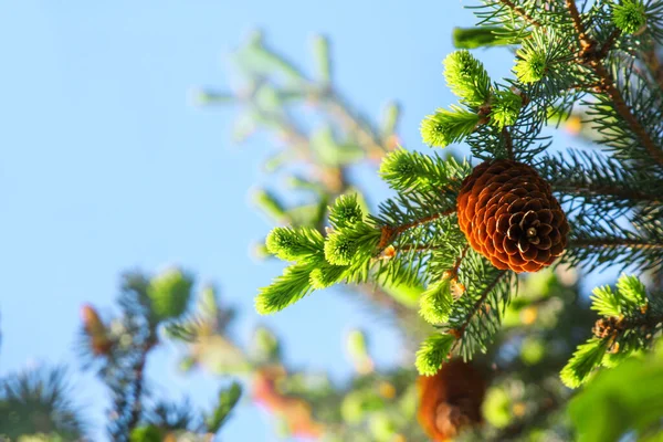 Mavi Gökyüzüne Karşı Külahlı Iğneli Köknar Evergreen Kozalaklı Noel Ağacı — Stok fotoğraf