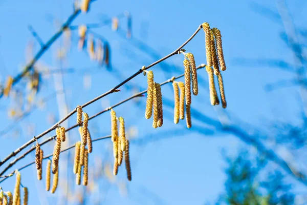Birch Branch Buds Earrings Spring Awakening Nature Spring Allergy Concept — Stock Photo, Image