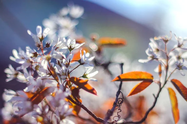 Blooming Branch Saskatoon Fresh Leaves Spring Awakening Nature Selective Focus — Stock Photo, Image