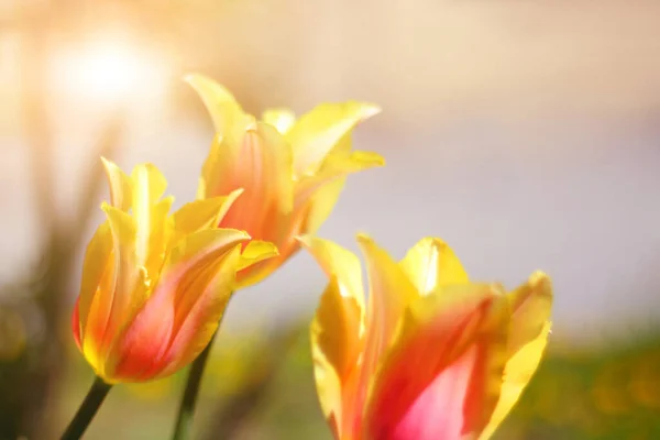 Holly Červené Žluté Oranžové Tulipány Květinové Záhoně Parku — Stock fotografie