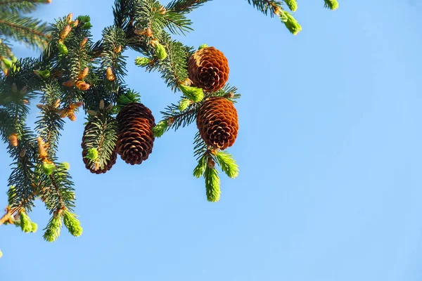 Mavi Gökyüzüne Karşı Külahlı Iğneli Köknar Evergreen Kozalaklı Noel Ağacı — Stok fotoğraf