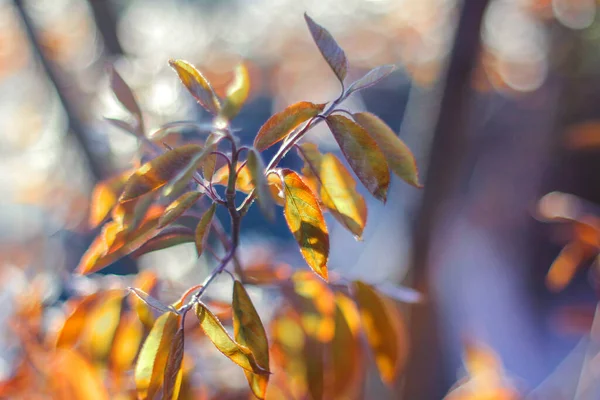 Ein Ast Mit Frischen Blättern Frühlingserwachen Der Natur Selektiver Fokus — Stockfoto