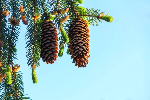 Mavi Gökyüzüne Karşı Külahlı Iğneli Köknar Evergreen Kozalaklı Noel Ağacı — Stok fotoğraf
