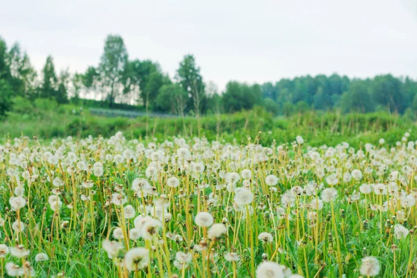 Spring Background Light Transparent Flowers Dandelions Soft Focus Concept Medicinal — Stock Photo, Image