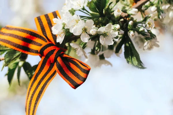 Aziz George kurdelesi çiçek açan bir ağacın dalında, 9 Mayıs, Rusya 'nın Zafer Günü