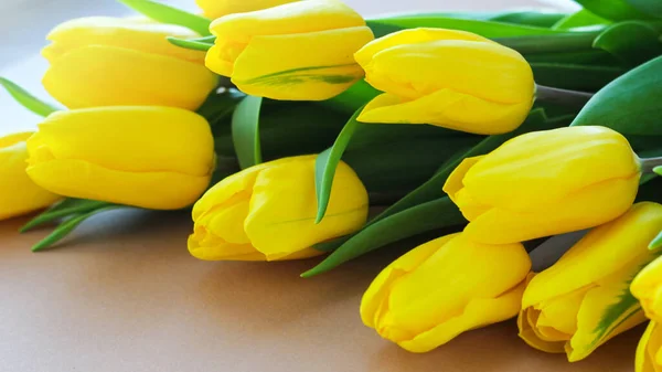 Yellow Tulips Beige Background Beautiful Spring Yellow Flowers Gift Woman Stock Image