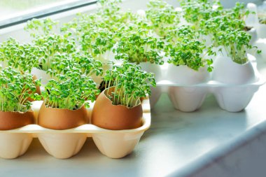 planting seedlings in eggshells and growing useful micro-greenery at home. The concept of organic farming, spring gardening, self-cultivation of micro-greenery and waste-free production. clipart
